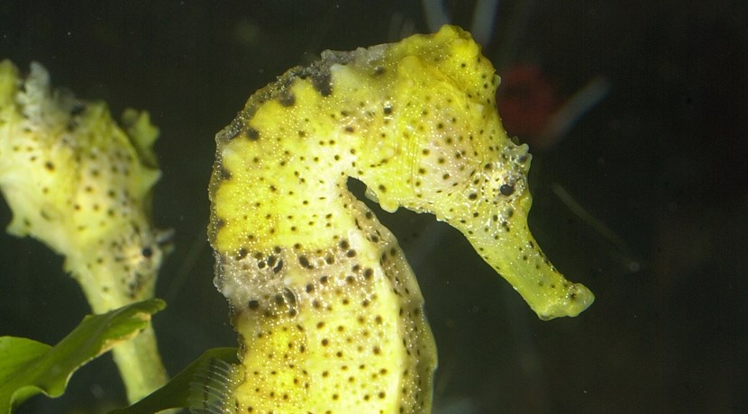 Dads Go Free To The National Sea Life Centre Birmingham This Father S Day