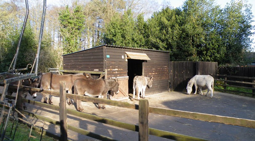 The Donkey Sanctuary, Sutton Park