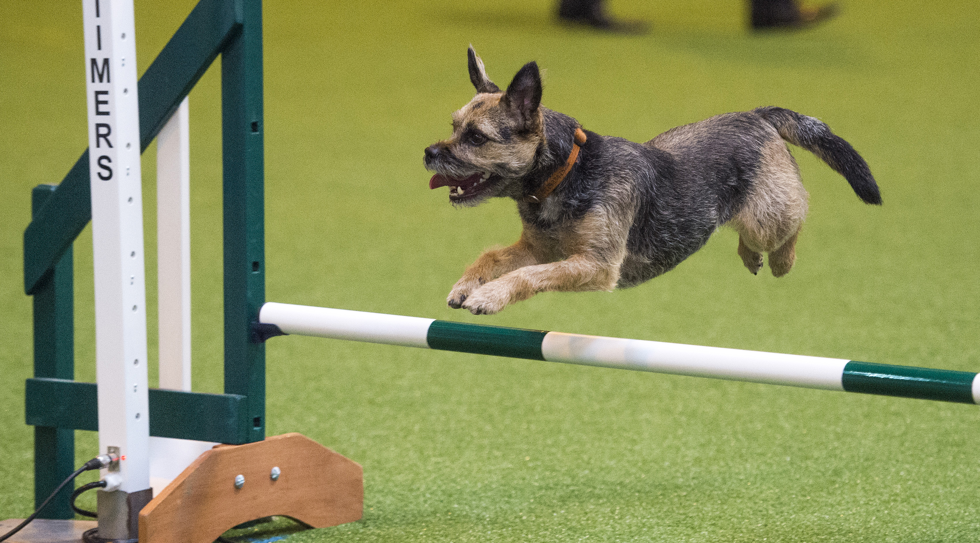 Tickets to Crufts 2017