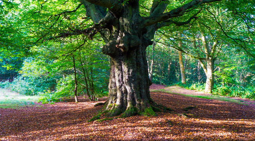 Cannock Chase Forest